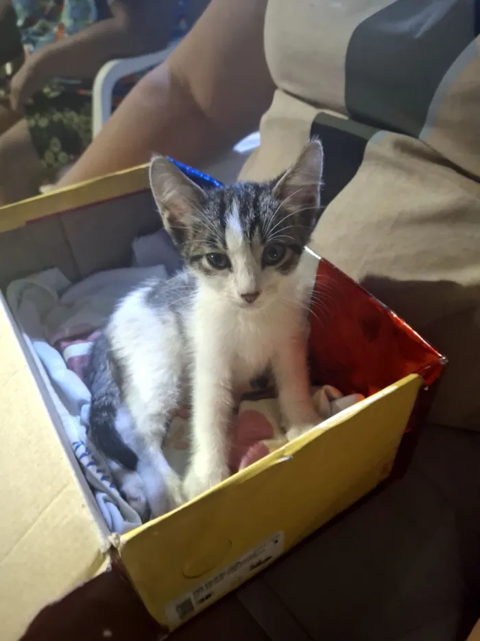 Gato raça SRD-ViraLata idade 2 a 6 meses nome Formiga 