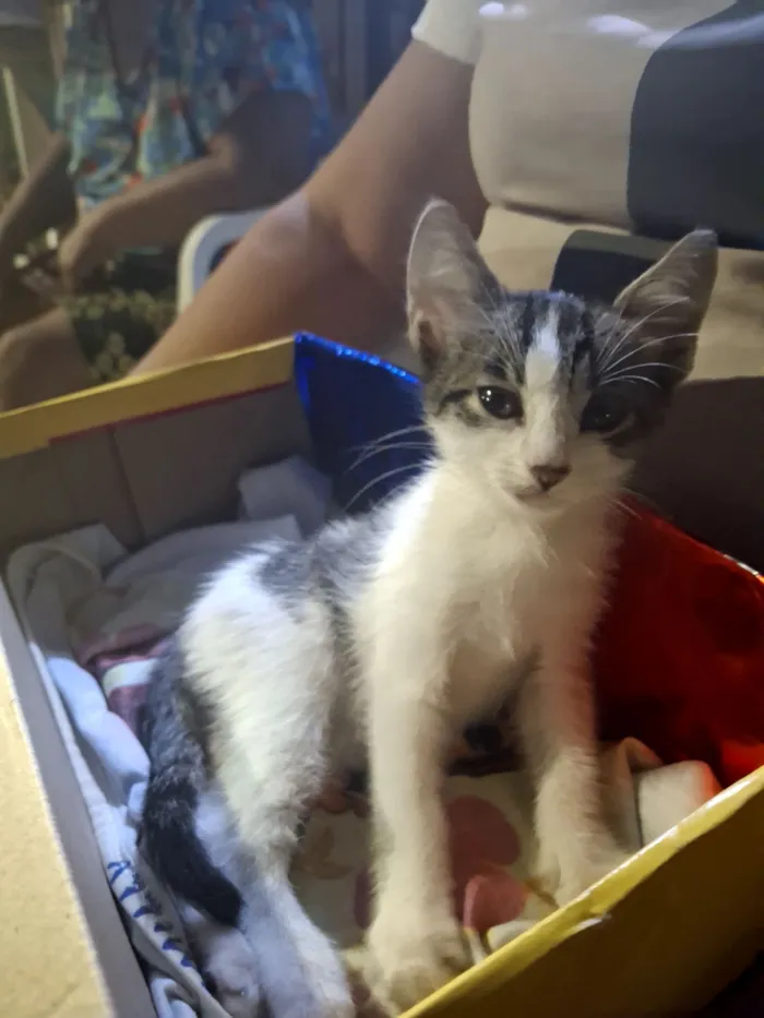 Gato raça SRD-ViraLata idade 2 a 6 meses nome Formiga 