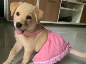 Cachorro raça Labrador idade 3 anos nome lua
