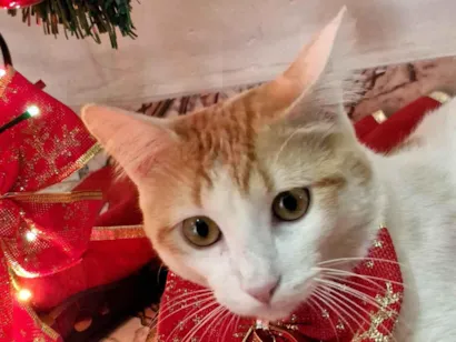 Gato raça SRD-ViraLata idade 7 a 11 meses nome Darwin 