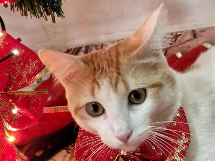 Gato raça SRD-ViraLata idade 7 a 11 meses nome Darwin 