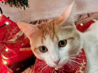 Gato raça SRD-ViraLata idade 7 a 11 meses nome Darwin 