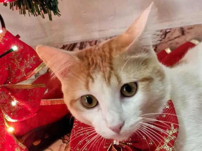 Gato raça SRD-ViraLata idade 7 a 11 meses nome Darwin 