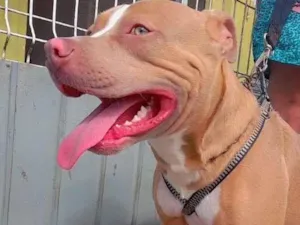 Cachorro raça Pit-Bull idade 3 anos nome Lucky e Luna