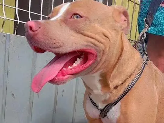 Cachorro raça Pit-Bull idade 3 anos nome Lucky e Luna