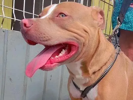 Cachorro raça Pit-Bull idade 3 anos nome Lucky e Luna