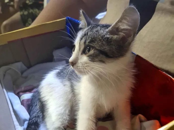 Gato raça SRD-ViraLata idade 2 a 6 meses nome Formiga 