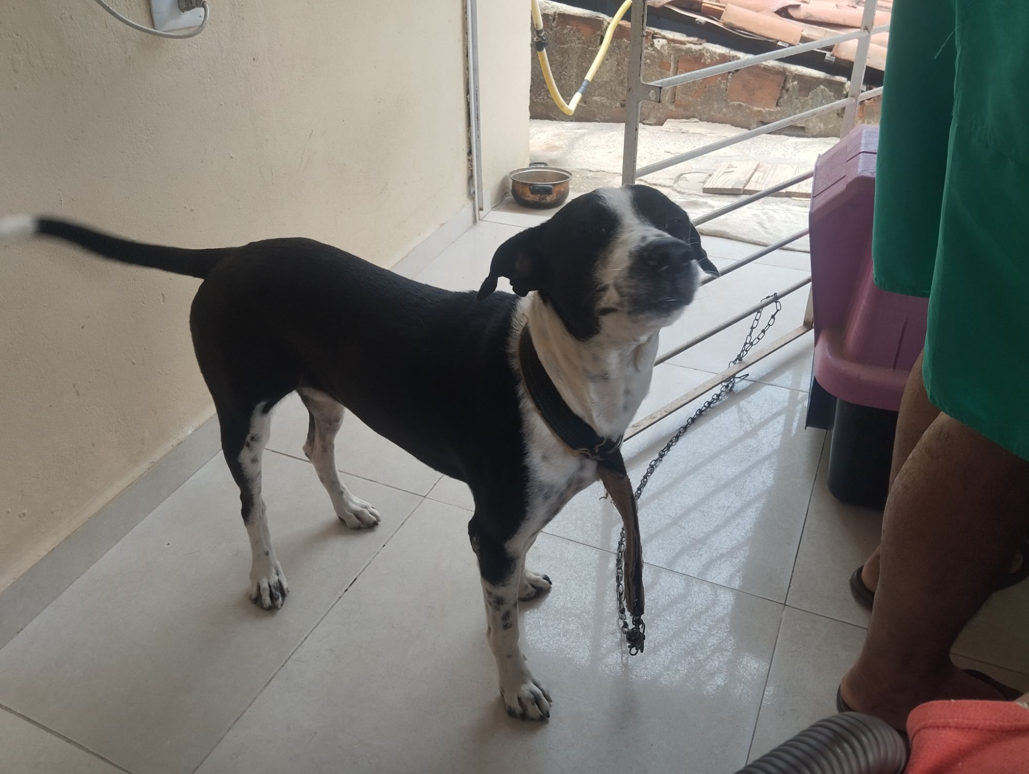 Cachorro raça SRD-ViraLata idade 4 anos nome Nala 