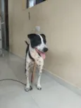 Cachorro raça SRD-ViraLata idade 4 anos nome Nala 