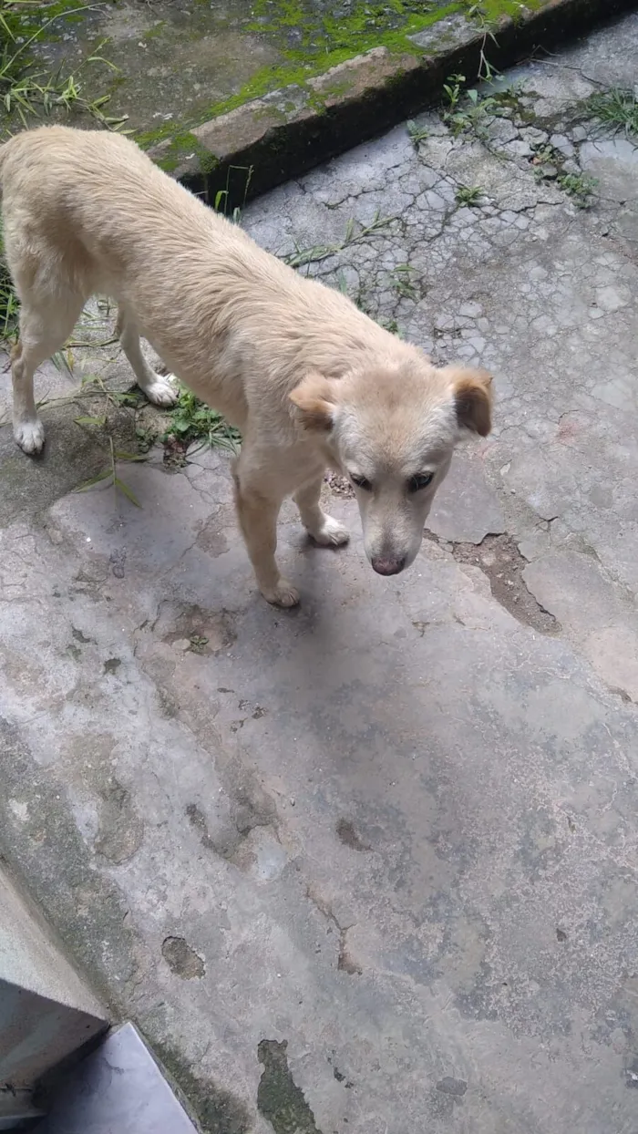 Cachorro raça Pinscher idade 1 ano nome Xuxa