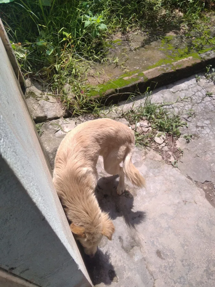 Cachorro raça Pinscher idade 1 ano nome Xuxa