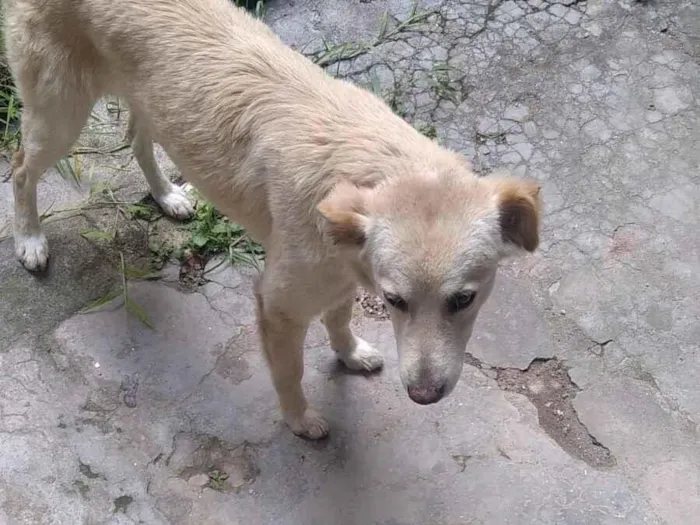 Cachorro raça Pinscher idade 1 ano nome Xuxa