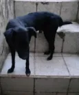 Cachorro raça SRD-ViraLata idade 1 ano nome Max