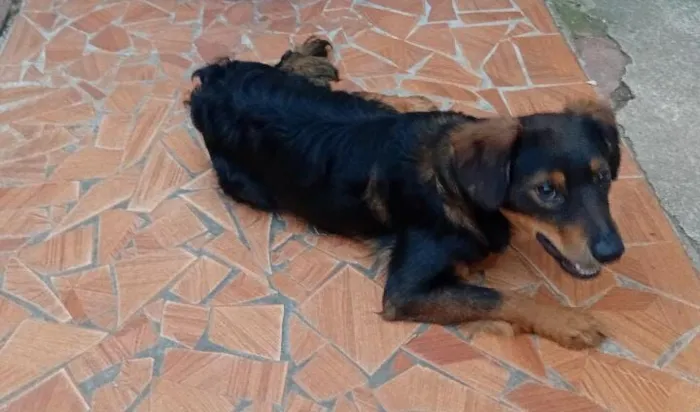 Cachorro raça SRD-ViraLata idade 1 ano nome Chocolate 