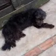 Cachorro raça SRD-ViraLata idade 1 ano nome Amora