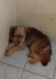 Cachorro raça SRD-ViraLata idade 1 ano nome Paçoca