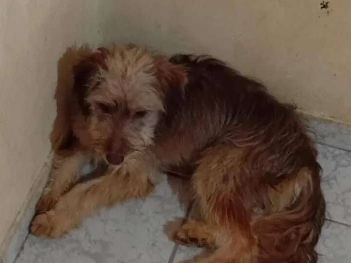 Cachorro raça SRD-ViraLata idade 1 ano nome Paçoca