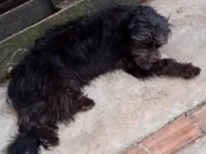 Cachorro raça SRD-ViraLata idade 1 ano nome Amora