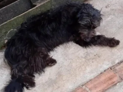 Cachorro raça SRD-ViraLata idade 1 ano nome Amora