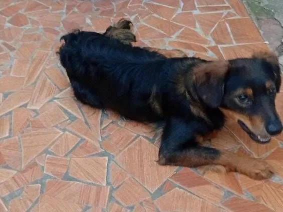 Cachorro raça SRD-ViraLata idade 1 ano nome Chocolate 