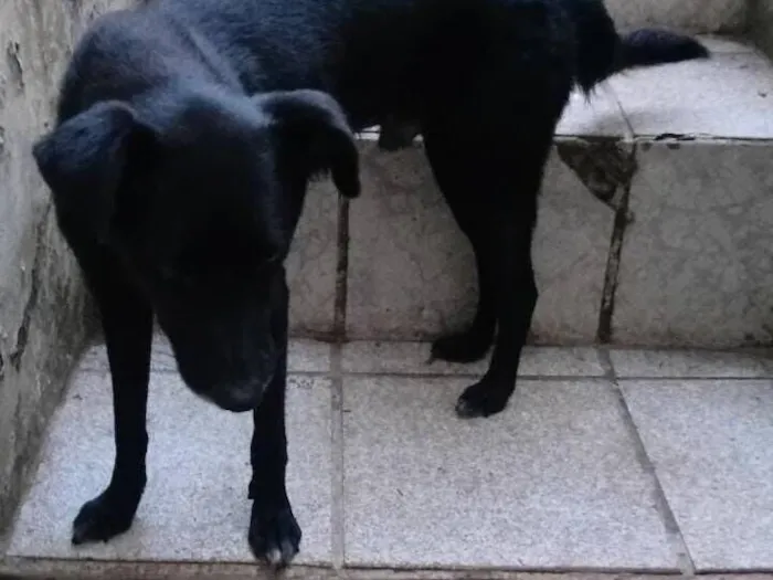 Cachorro raça SRD-ViraLata idade 1 ano nome Max