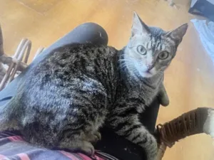 Gato raça SRD-ViraLata idade 1 ano nome Frida