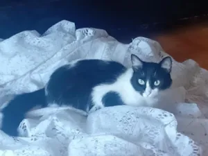 Gato raça SRD-ViraLata idade 1 ano nome Tom