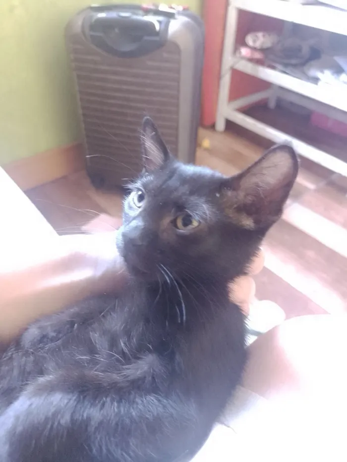 Gato raça SRD-ViraLata idade 2 a 6 meses nome Hamilton