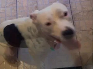 Cachorro raça SRD-ViraLata idade 2 anos nome Boby