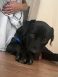 Cachorro raça Labrador idade 7 a 11 meses nome Jake 