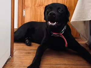 Cachorro raça Labrador idade 7 a 11 meses nome Jake 