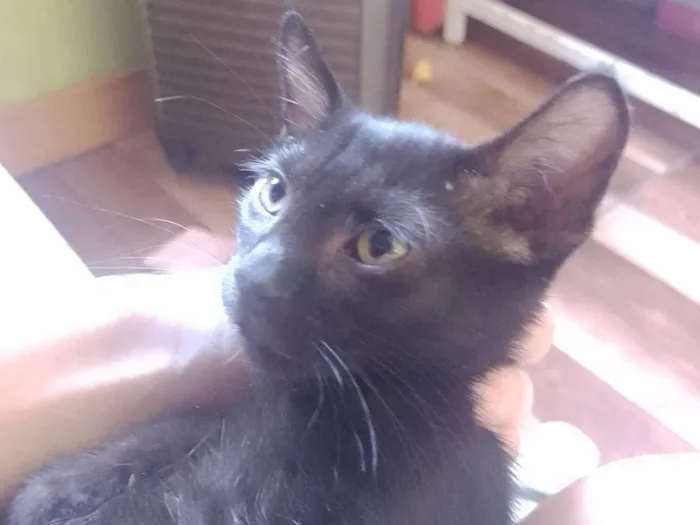 Gato raça SRD-ViraLata idade 2 a 6 meses nome Hamilton