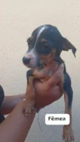 Cachorro raça SRD-ViraLata idade 2 a 6 meses nome Sem nomes