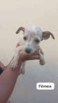 Cachorro raça SRD-ViraLata idade 2 a 6 meses nome Sem nome