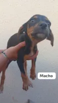 Cachorro raça SRD-ViraLata idade 2 a 6 meses nome Sem nome