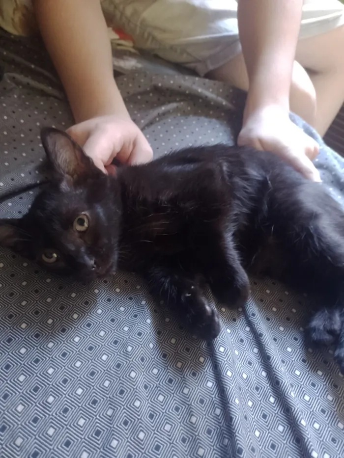 Gato raça SRD-ViraLata idade 2 a 6 meses nome Lella