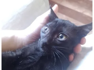 Gato raça SRD-ViraLata idade 2 a 6 meses nome Lella