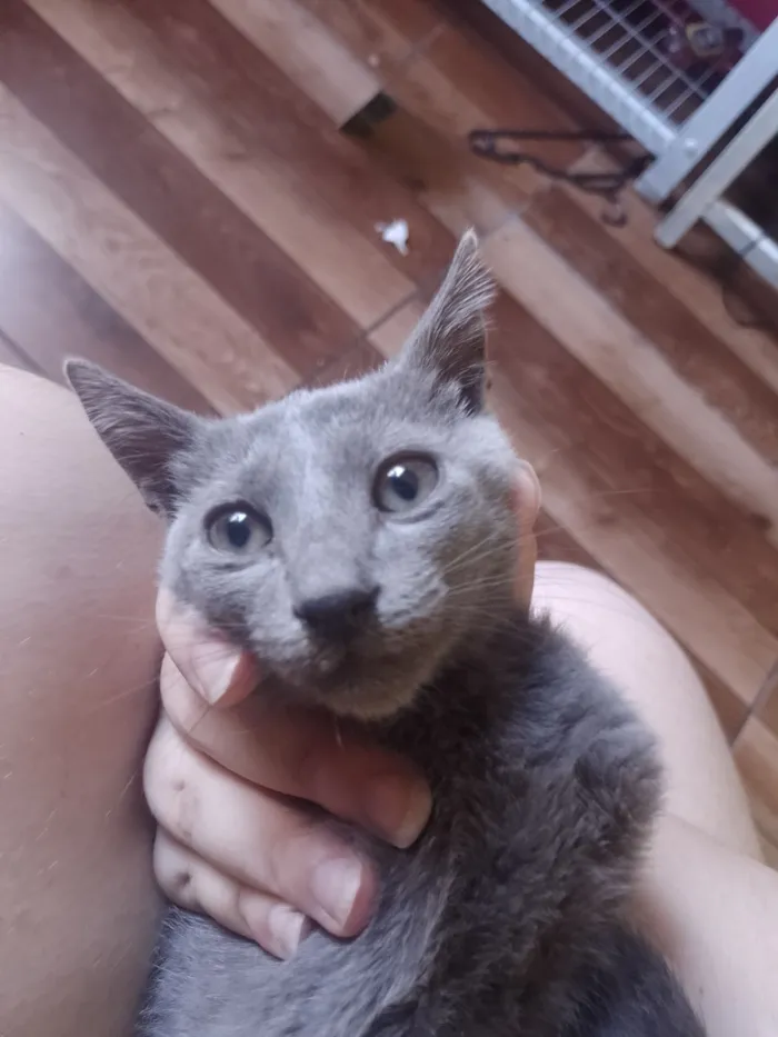 Gato raça SRD-ViraLata idade 2 a 6 meses nome Cross