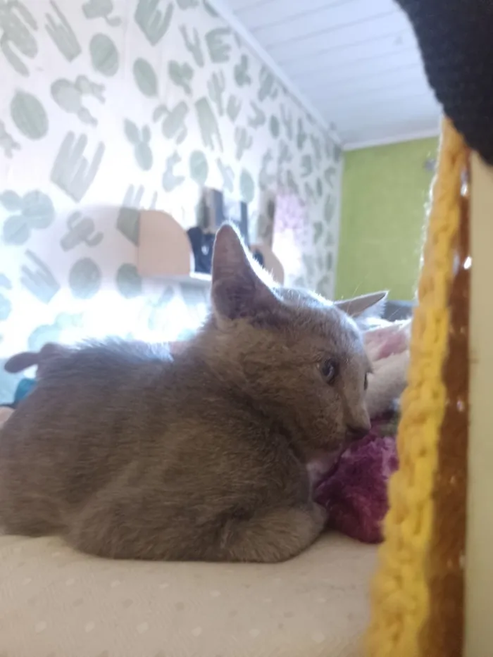 Gato raça SRD-ViraLata idade 2 a 6 meses nome Cross