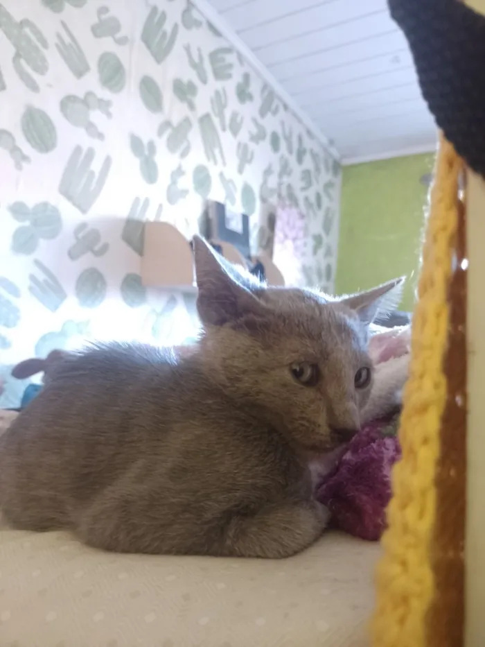 Gato raça SRD-ViraLata idade 2 a 6 meses nome Cross