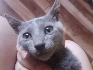 Gato raça SRD-ViraLata idade 2 a 6 meses nome Cross