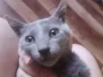 Gato raça SRD-ViraLata idade 2 a 6 meses nome Cross