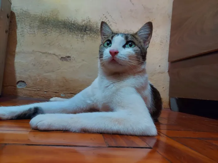 Gato raça SRD-ViraLata idade 1 ano nome cereaw