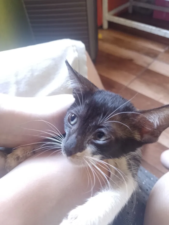 Gato raça SRD-ViraLata idade 2 a 6 meses nome Spamton