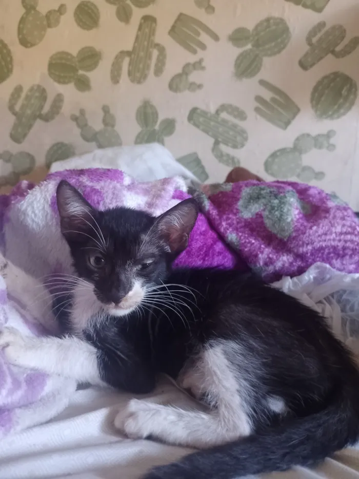 Gato raça SRD-ViraLata idade 2 a 6 meses nome Spamton