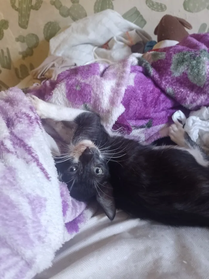 Gato raça SRD-ViraLata idade 2 a 6 meses nome Spamton