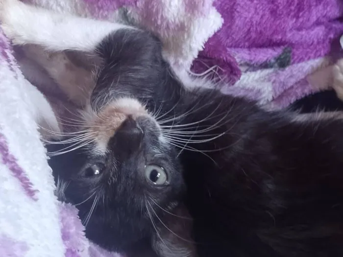 Gato raça SRD-ViraLata idade 2 a 6 meses nome Spamton