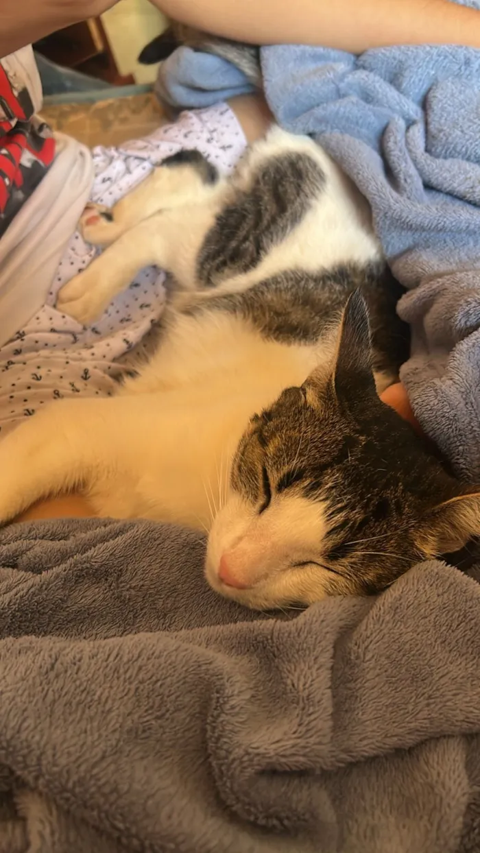 Gato raça SRD-ViraLata idade 7 a 11 meses nome cereaw