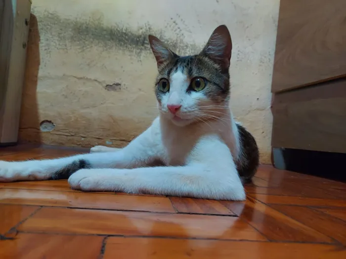 Gato raça SRD-ViraLata idade 7 a 11 meses nome cereaw