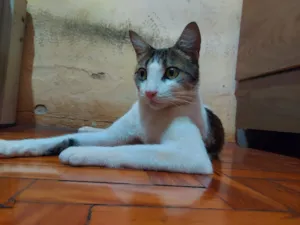 Gato raça SRD-ViraLata idade 1 ano nome cereaw
